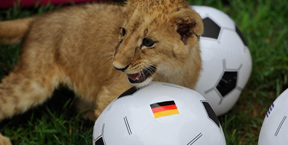 Животные предсказали результаты Чемпиона мира по футболу 2014 в Бразилии