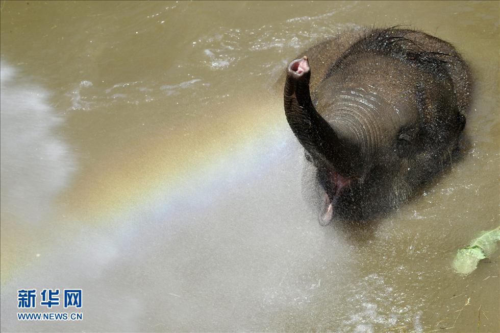 11 июня в Будапештском зоопарке (Венгрия) 16-месячный индийский слон Аша купается, чтобы охладиться. ИА «Синьхуа»/АР