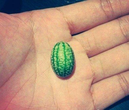 Самые маленькие в мире арбузы размером с палец