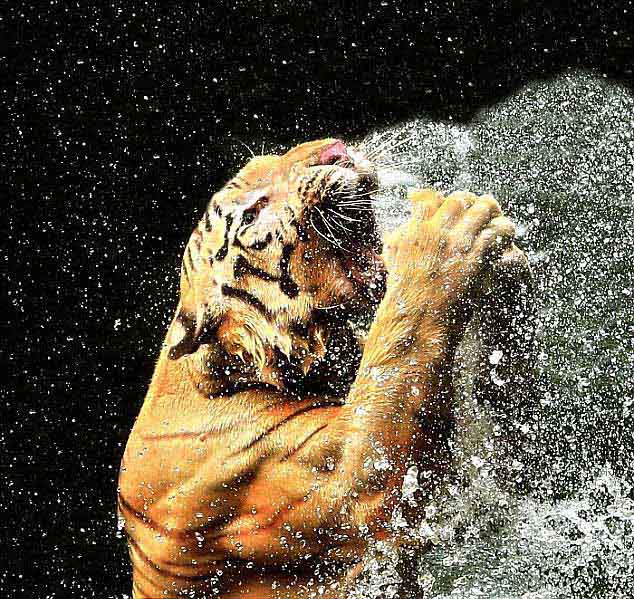 Тигр в индонезийском зоопарке принимает холодной душ