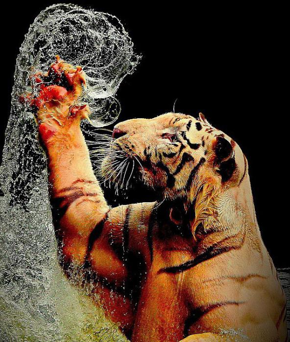 Тигр в индонезийском зоопарке принимает холодной душ