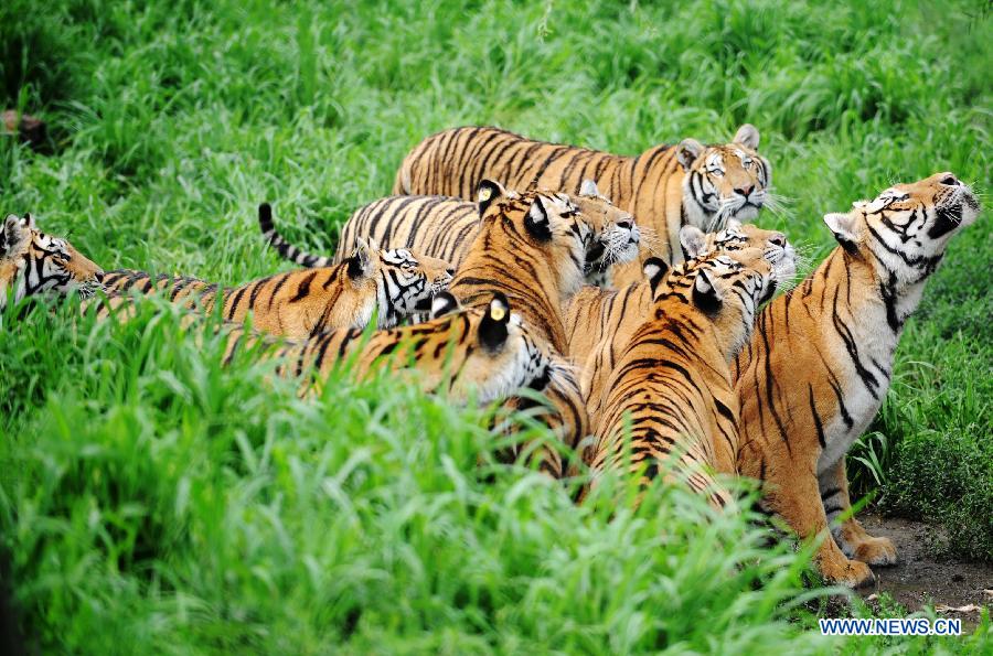 В лесопарке маньчжурских тигров пров. Хэйлунцзян обитают более 1100 особей маньчжурских тигров