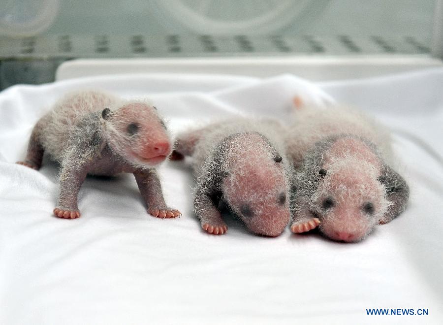 В Гуанчжоу родилась единственная в мире полностью выжившая тройня детенышей панды