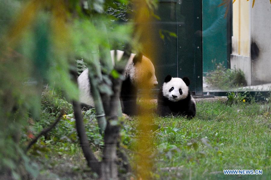 Китайская панда "Fu Bao"в Вене