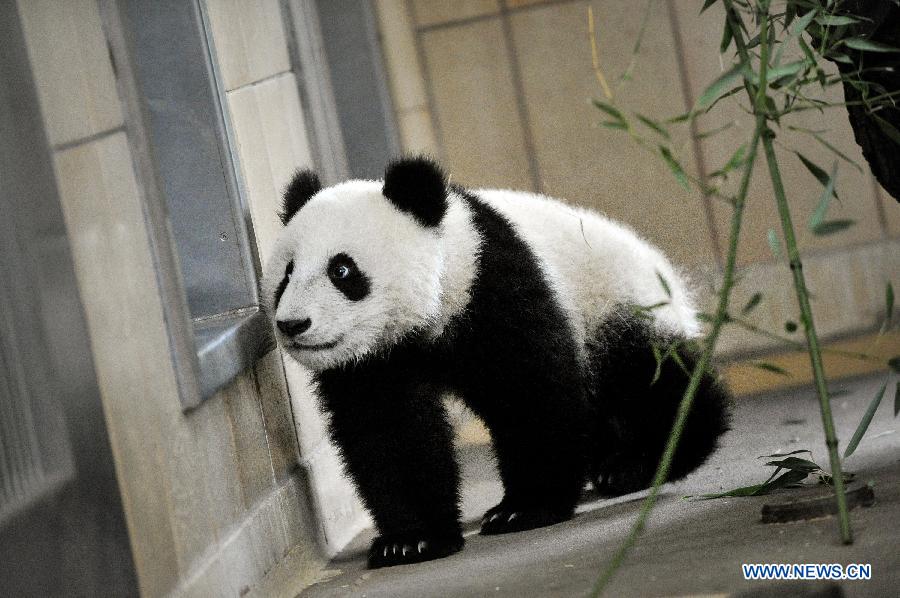 Китайская панда "Fu Bao"в Вене