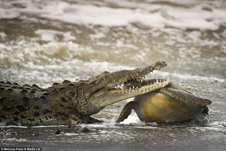 Крокодил против черепахи
