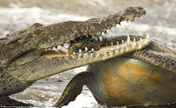 Крокодил против черепахи