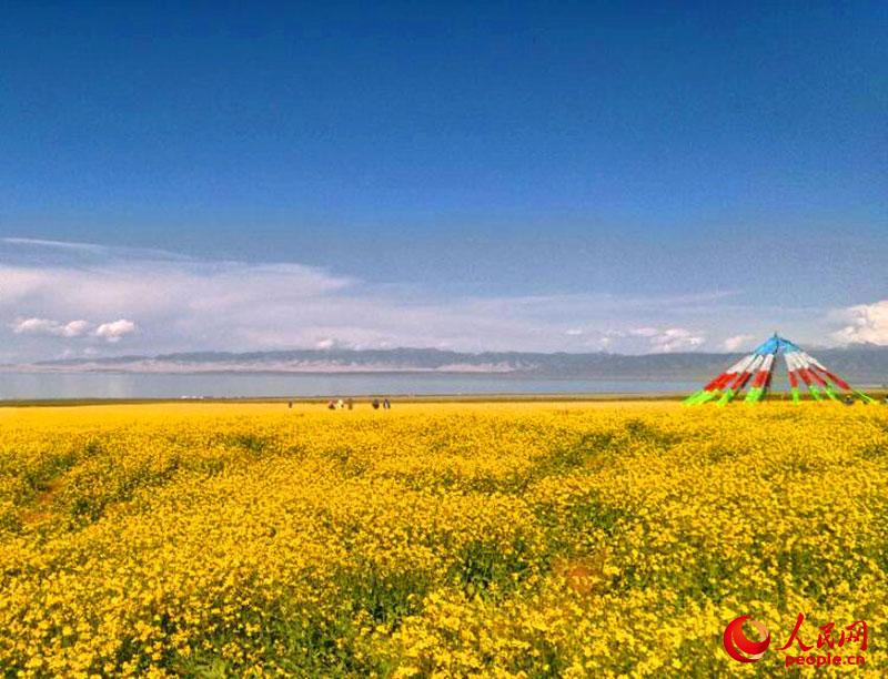 Озеро Цинхай – жемчужина высокогорья на Великом Шелковом пути