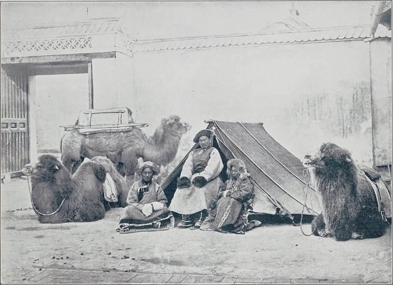 Отдыхающие верблюды монголов
