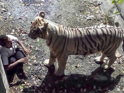 В индийском зоопарке белый тигр загрыз мальчика