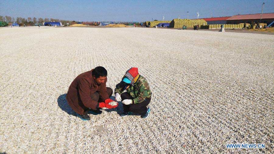 В провинции Хэйлунцзян ожидается очередной богатый урожай зерна