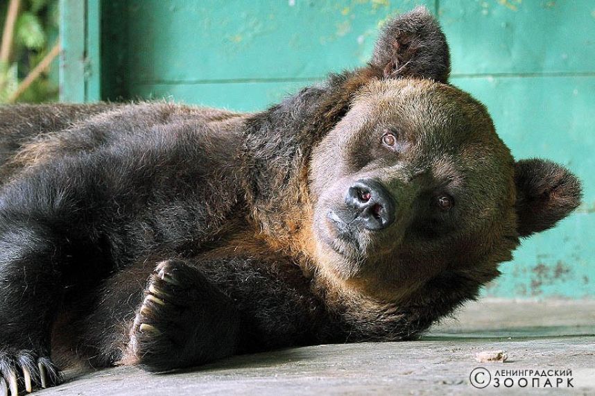 Самая старая в мире медведица скончалась в Ленинградском зоопарке