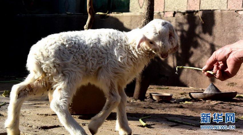 В провинции Шаньдун обнаружена двухголовая овца