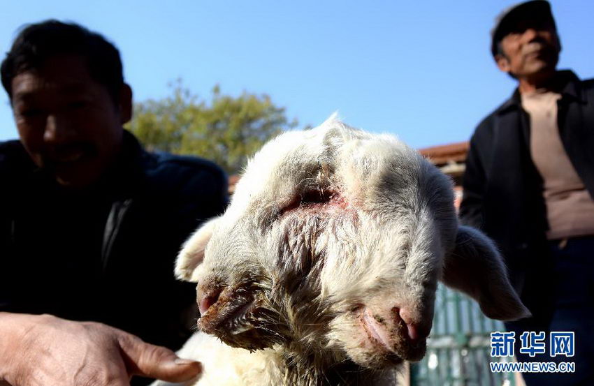 В провинции Шаньдун обнаружена двухголовая овца