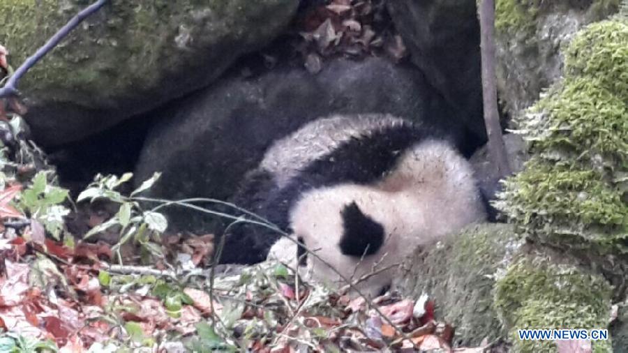 В Юго-Западном Китае спасли дикую панду, на которую напали куницы