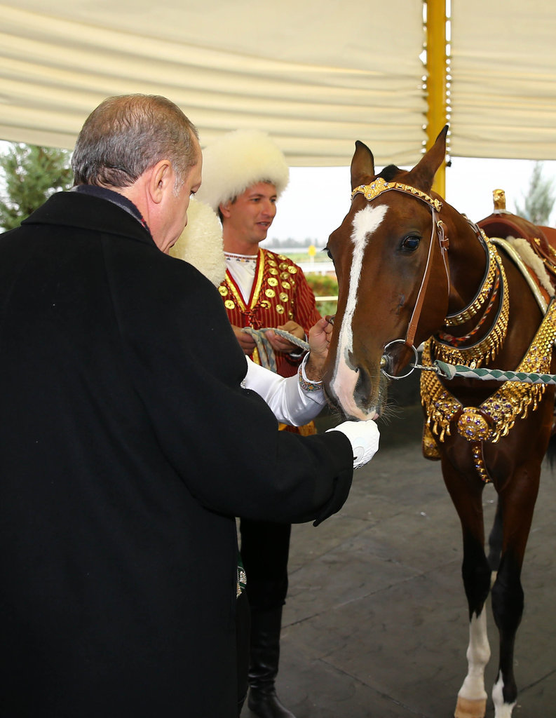 7 ноября 2014 года в городе Ашхабаде (Туркменистан), президент Турции Реджеп Тайип Эрдоган (слева) покормил ферганскую лошадь, которую подарил ему президент Туркменистана Гурбангулы Бердымухамедов.