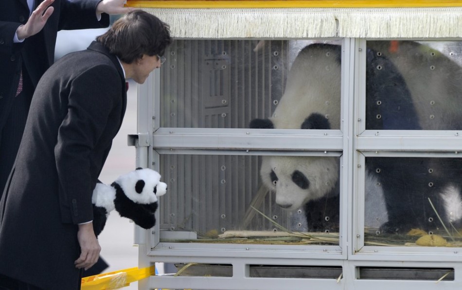 23 февраля 2014 года в городе Брюсселе (Бельгия), панды «Син Хуэй» и «Хао Хао» прибыли в Брюссель, премьер-министр Бельгии Элио Ди Рупо встретил их в аэропорту.