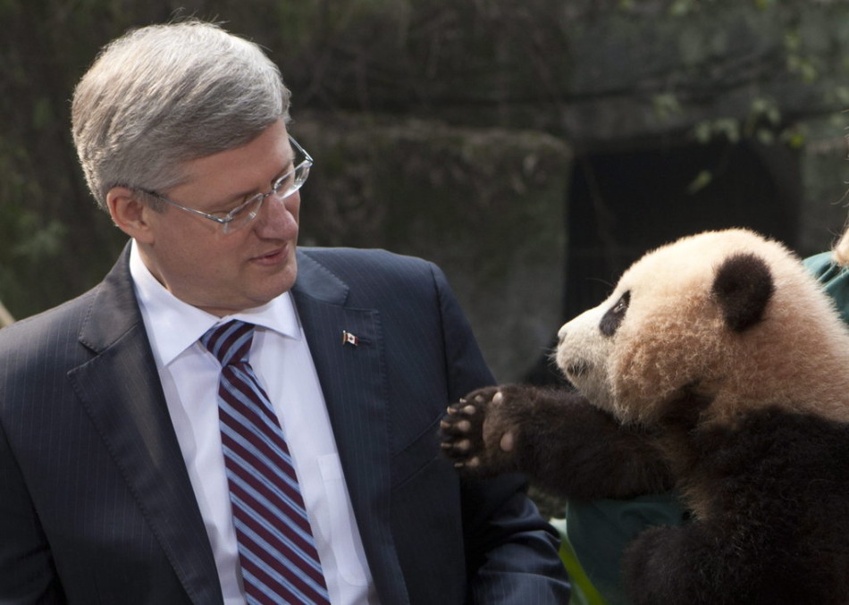 11 февраля 2012 года в зоопарке города Чунцин, премьер-министр Канады Стивен Харпер и панда смотрели друг другу в глаза.