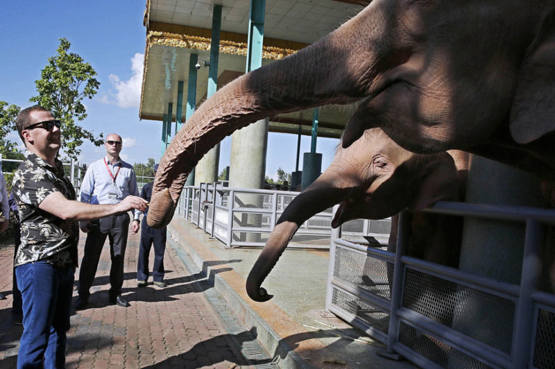 13 ноября 2014 года в городе Нейпьидо (Мьянма) премьер-министр России Дмитрий Медведев посетил местный зоопарк и накормил слона.