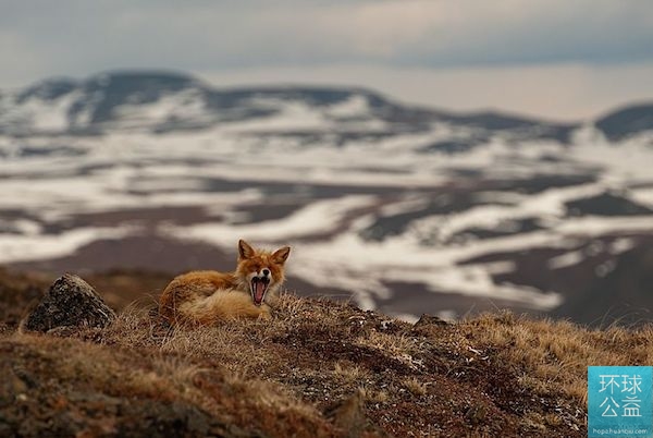 Глазами российского фотографа: спокойная жизнь лис