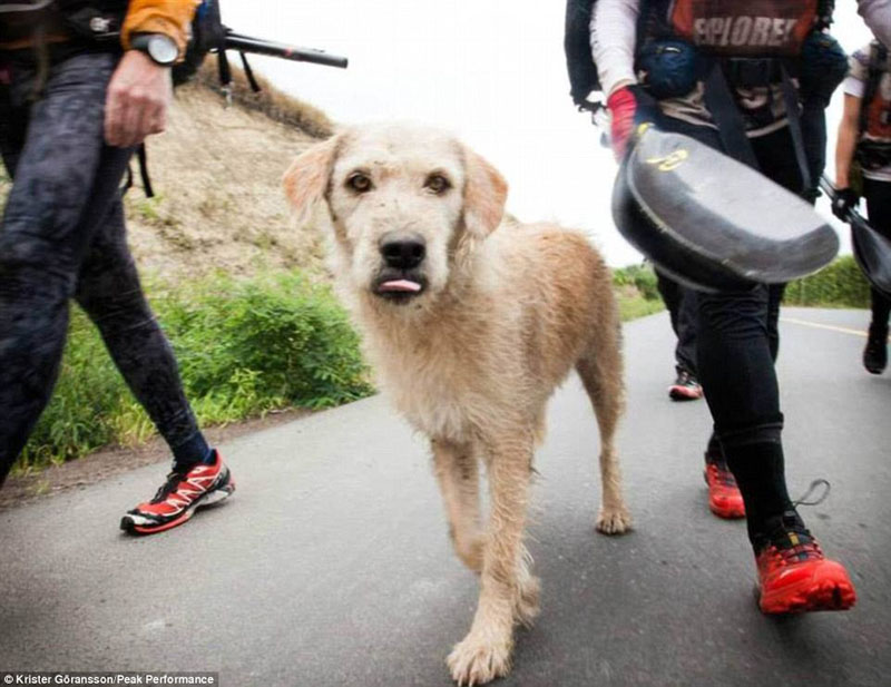 Из Эквадора в Швецию: новое путешествие бездомной собаки