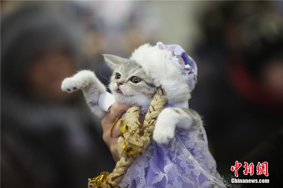 Осенняя выставка кошек 2014 стартовала в Минске