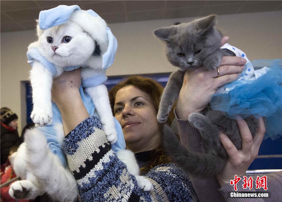 Осенняя выставка кошек 2014 стартовала в Минске