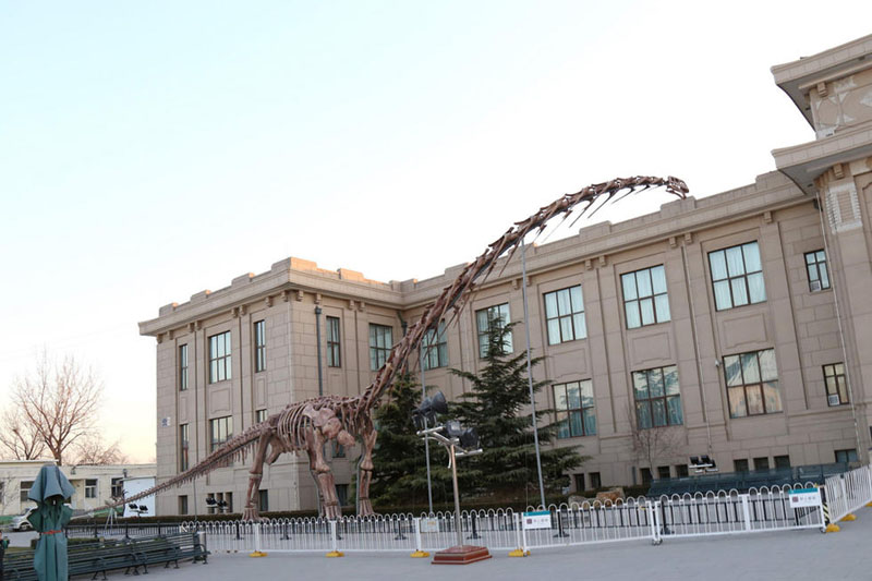 Крупнейший в мире скелет динозавра выставлен в Пекине