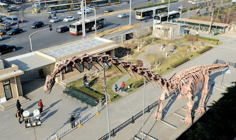 Крупнейший в мире скелет динозавра выставлен в Пекине