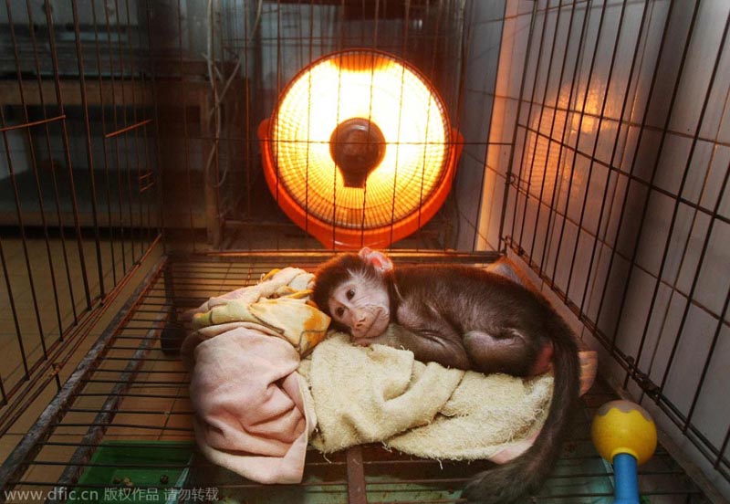 Новорожденный арабский бабуин отогревается в питомнике.