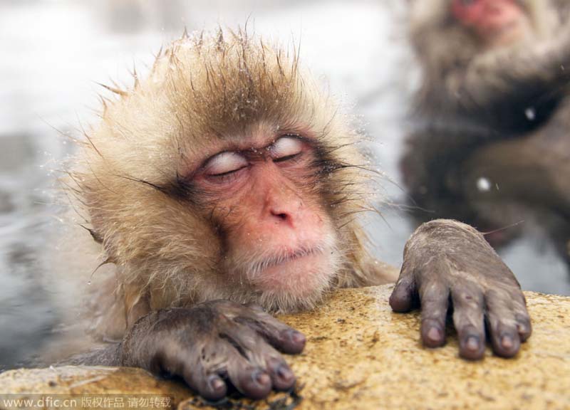 В городе Нагано обезьяна наслаждается теплом открытого горячего источника.
