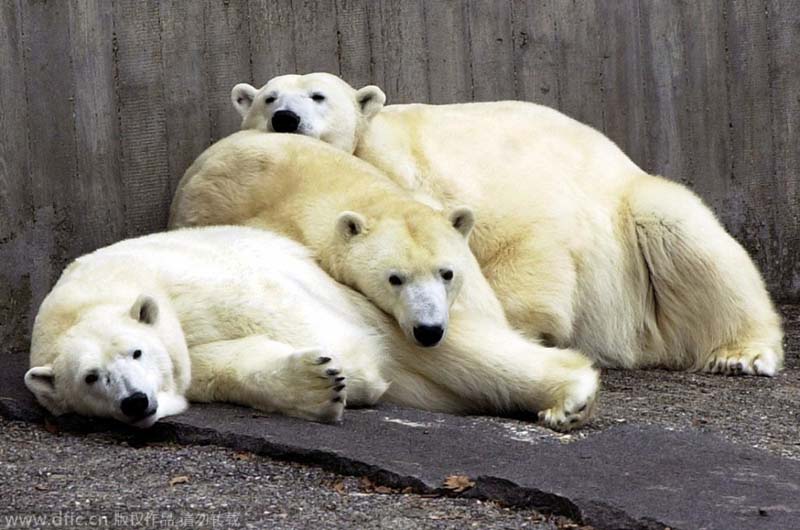 В немецком городе Штутгарт три белых медведя прижимаются друг к другу, чтобы обогреться.