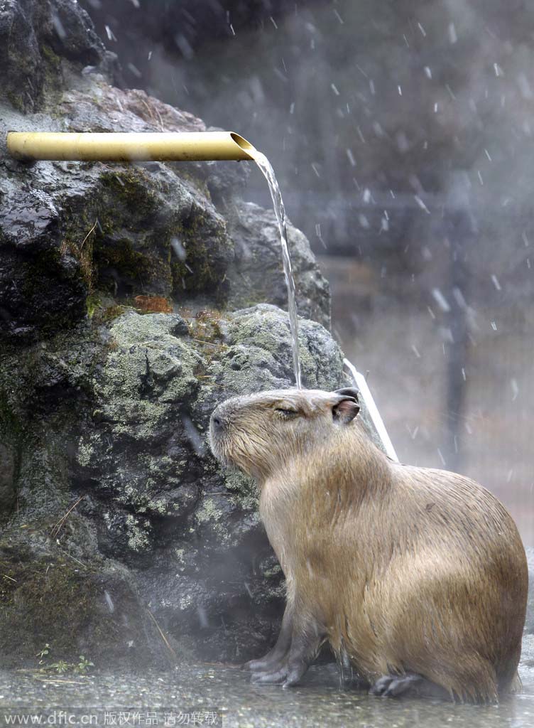 В Японии водосвинка наслаждается «горячим душем», чтобы избежать зимних морозов.