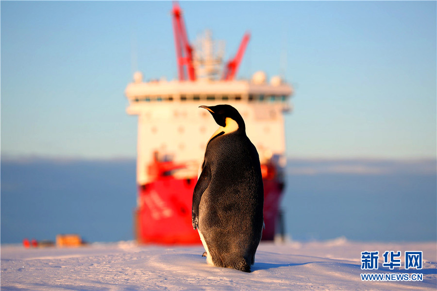 Пингвин с любопытством смотрит на китайское экспедиционное судно «Снежный Дракон»