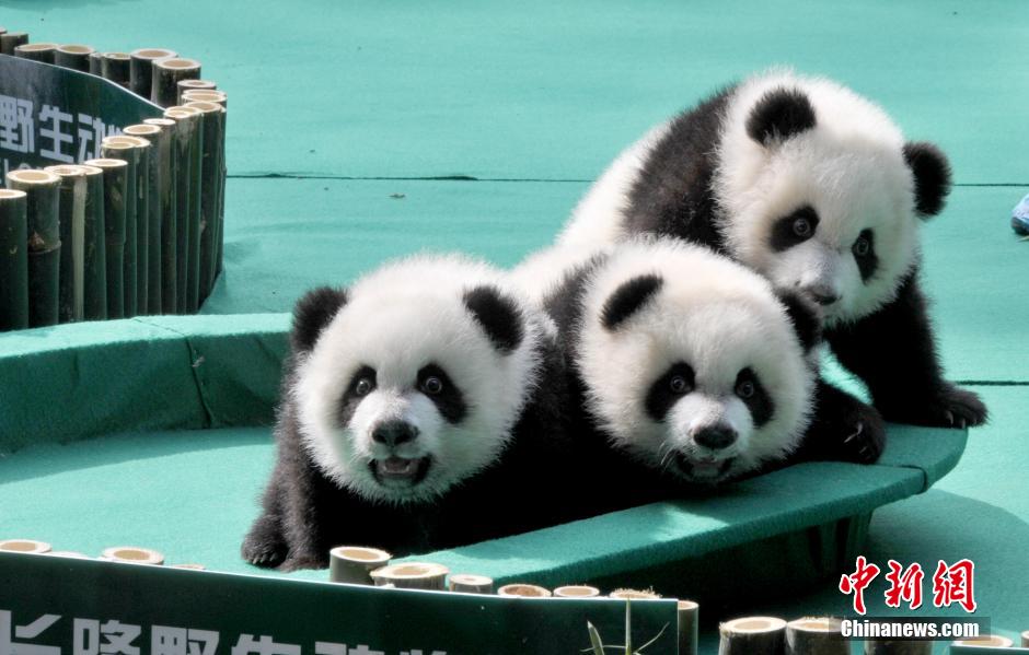 Обнародованы имена единственной в мире тройни панд