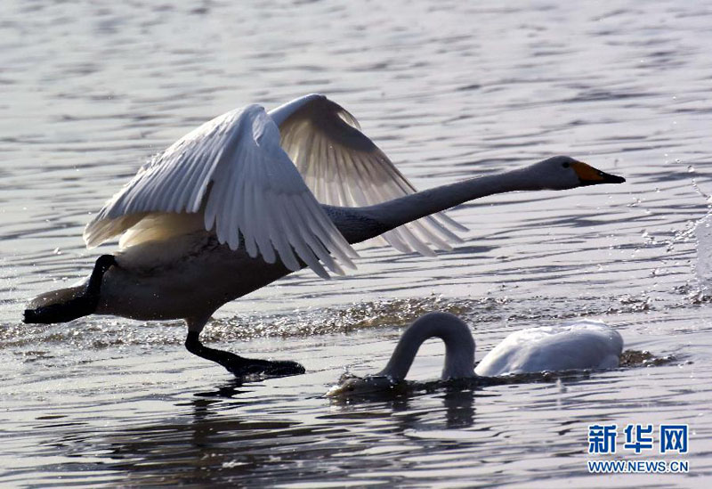 «Лебединое озеро» в Саньмэнься привлекает особое внимание туристов