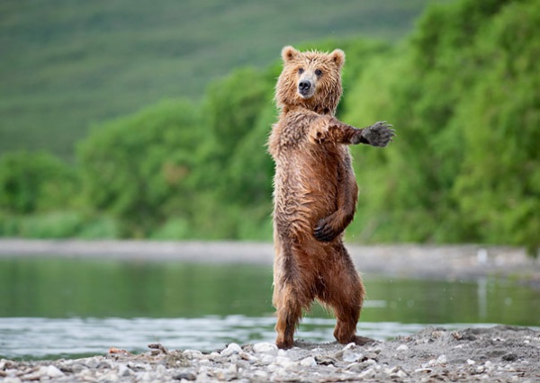 Забавные медвежата в объективе Николая Зиновьева
