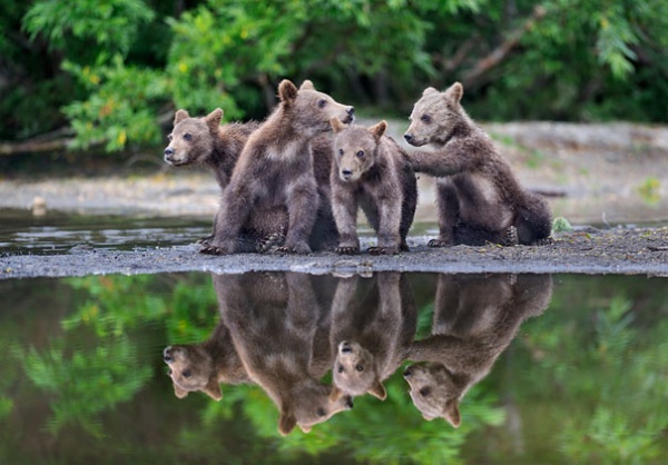 Забавные медвежата в объективе Николая Зиновьева