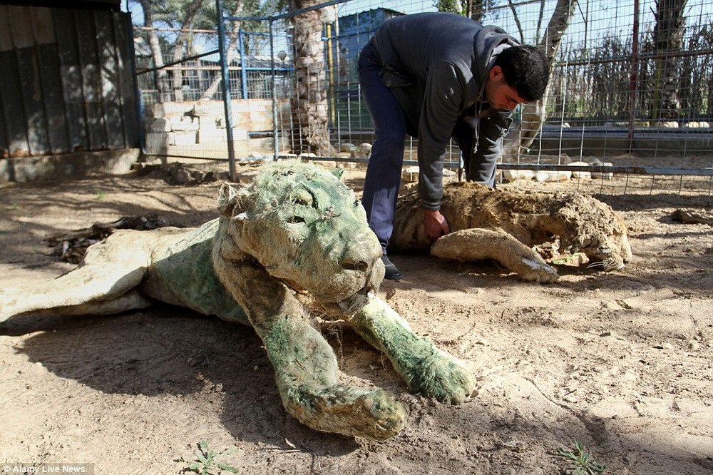 Из-за конфликта между Израилем и Палестиной животные в зоопарке превратились в высушенные трупы