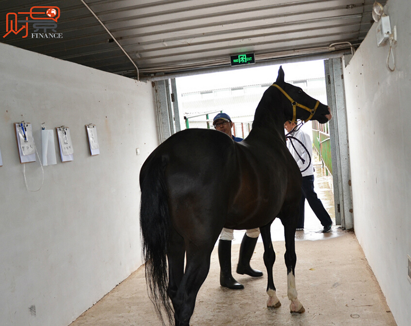 Посещение Национального центра ахалтекинских лошадей