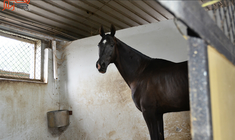 Посещение Национального центра ахалтекинских лошадей