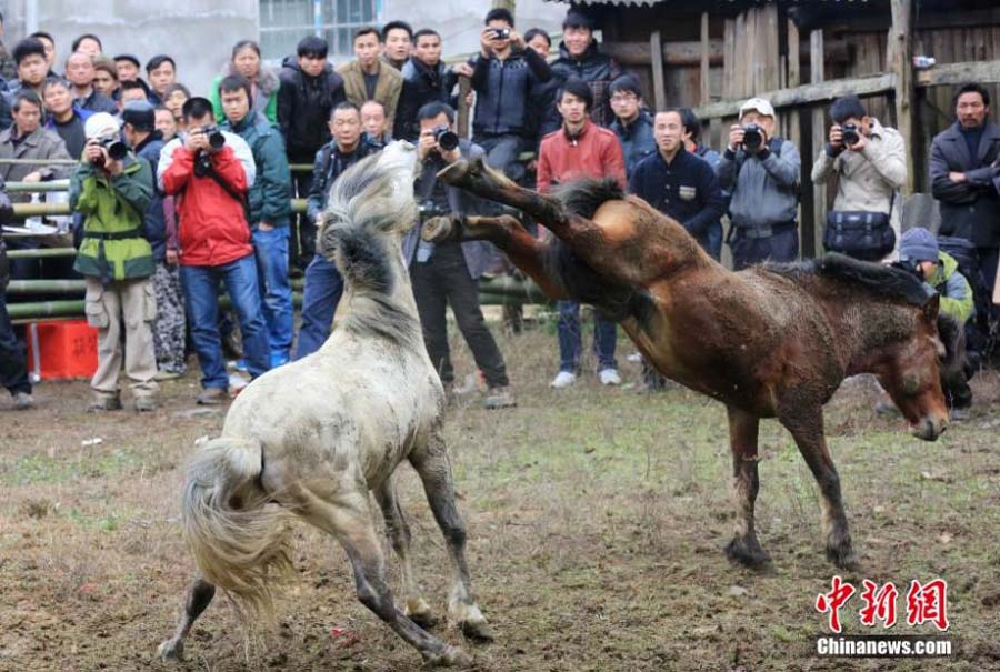 В деревне народности Мяо в Гуанси прошли традиционные бои лошадей