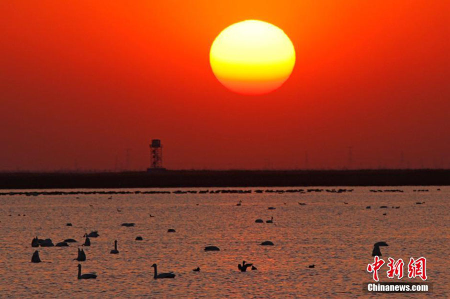 В Тяньцзине наступил пик миграции перелетных птиц 