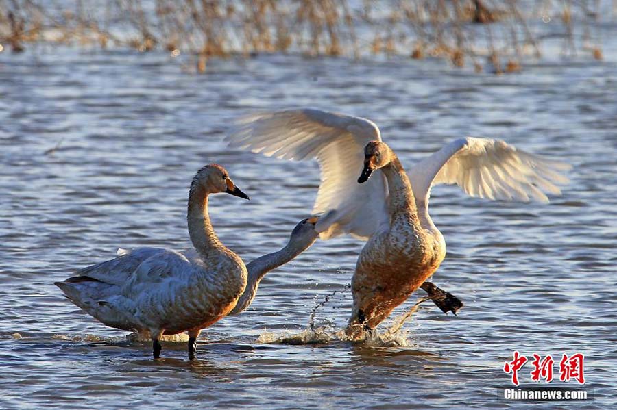 В Тяньцзине наступил пик миграции перелетных птиц 