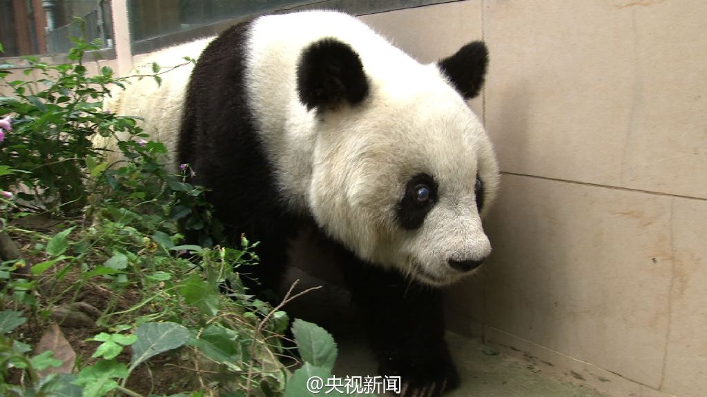 Символ Азиатских игр «Пань Пань» – большая панда Басы отмечает свой 35-ый день рождения 