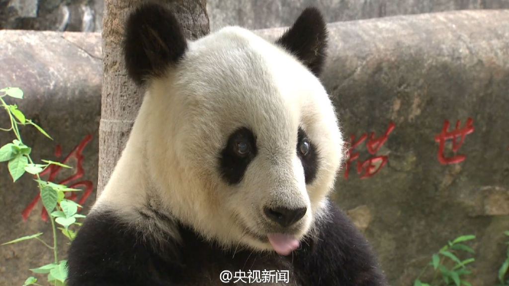 Символ Азиатских игр «Пань Пань» – большая панда Басы отмечает свой 35-ый день рождения 