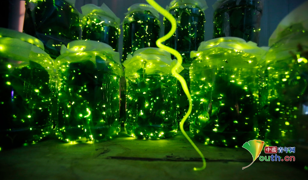 В китайском городе Ухань открылся «Парк светлячков»