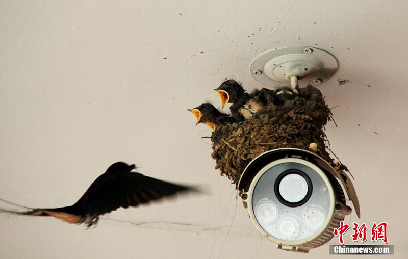 В городе Чжэнчжоу ласточки свили гнездо на камере наблюдения