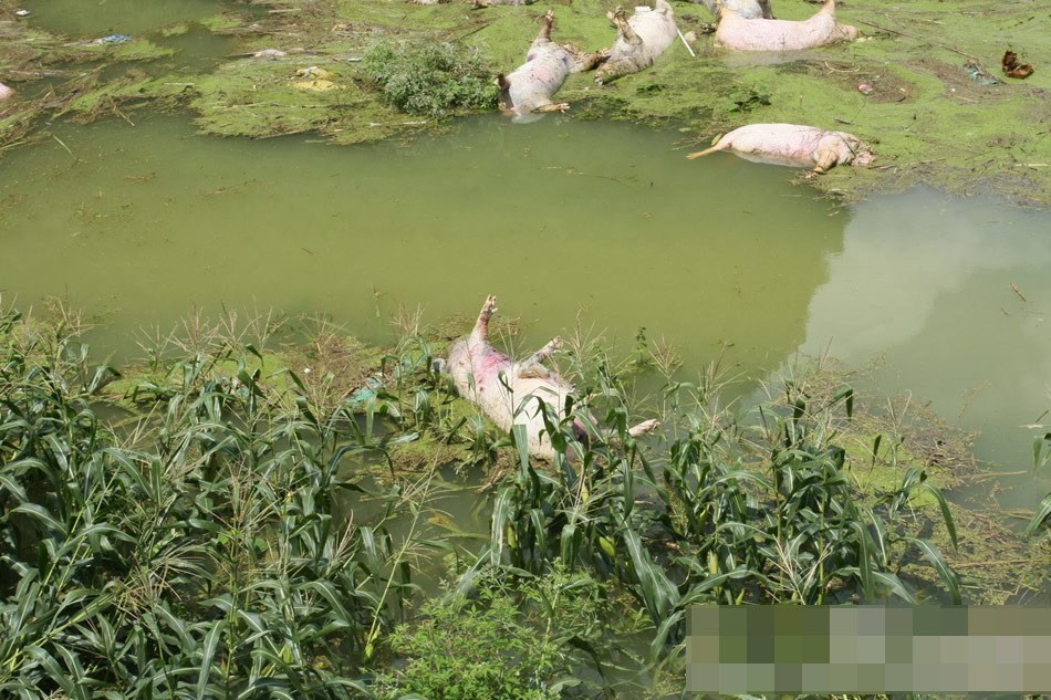 В Китае из-за наводнения погибо 16 тысяч свиней и 8 людей