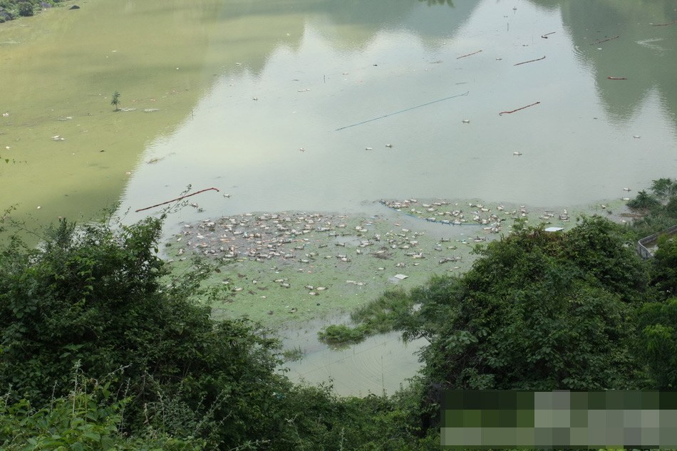 Из-за наводнения на ферме в провинции Гуанси сдохло 16 тысяч свиней